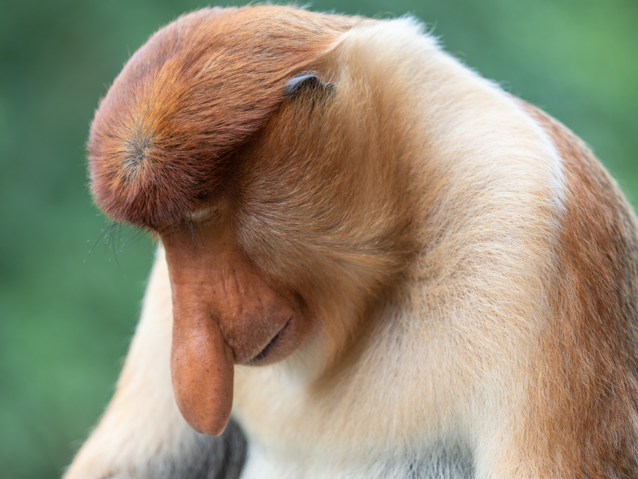 Proboscis Monkey Portrait 2